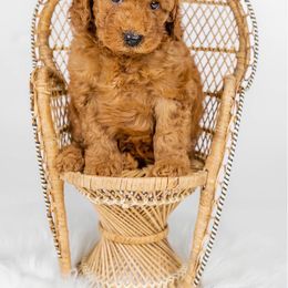 Australian Labradoodle Puppies from Sunny Day Doodles