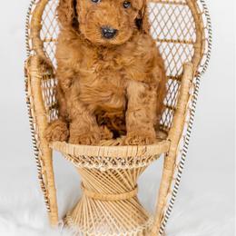 Australian Labradoodle Puppies from Sunny Day Doodles