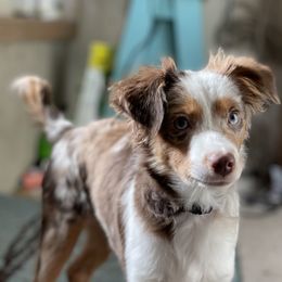 Bug - Miniature Australian Shepherd