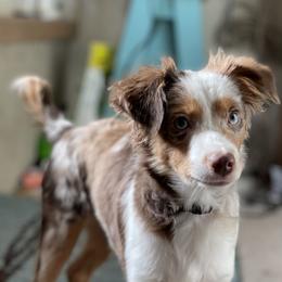 Bug - Miniature Australian Shepherd