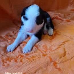 Salem - Black and white female Border Collie puppy in Watsontown, Pennsylvania from Kate Gresham