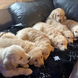 Golden Retriever Puppies from Renko Kennel