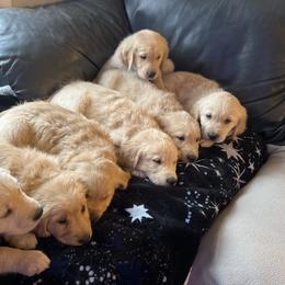 Golden Retriever Puppies from Renko Kennel