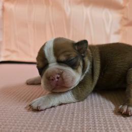Baxter - Seal and white male Boston Terrier puppy in Clarksburg, West Virginia from Pawprints Boston Terriers