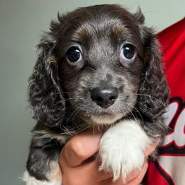 Girl 1 - Blue and tan female Dachshund puppy in Greasy, Oklahoma from 4E Dachshunds