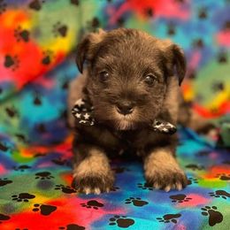 Miniature Schnauzers from Hamilton Schnauzers
