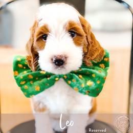 Leo - Parti male Goldendoodle puppy in Mahomet, Illinois from Jordan Family Doodles