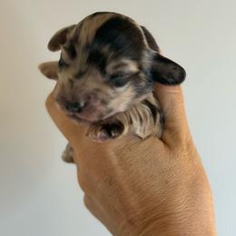 Slider - Dapple male Dachshund puppy in Hartsville, Tennessee from B+B Co Miniature Dachshunds