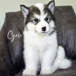 Gale - Agouti and white female Alaskan Malamute puppy in Brookwood, Alabama from Sunset Malamutes