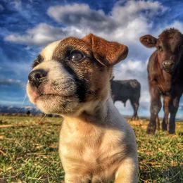 Russell Terriers from JRS Russells