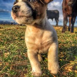 Russell Terriers from JRS Russells