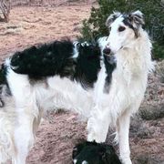 Borzois and Scottish Deerhounds from Goodnight Trail