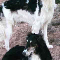 Borzois and Scottish Deerhounds from Goodnight Trail