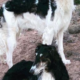 Borzois and Scottish Deerhounds from Goodnight Trail