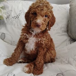 Laoghaire - Apricot female Poodle puppy in Calhoun, Georgia from Johnson Kennels