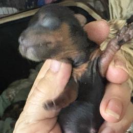 Thumbelina DiLoreto - Black and gold female Yorkshire Terrier puppy in Phoenix, Arizona from Coursey’s Yorkies