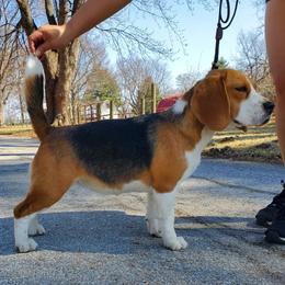 Alice - Beagle