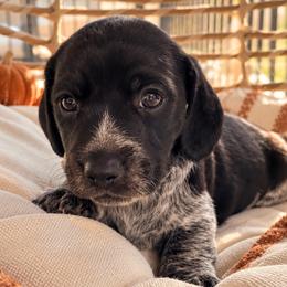Milo - Piebald male Dachshund puppy in Mesa, Arizona from Dach Army LLC