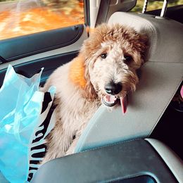 Aussiedoodle and Goldendoodle Puppies from Sweet Canaan Farm - Doodles