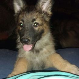 German Shepherd Puppies from Loujuan German Shepherd Dogs