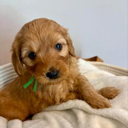 Luigi - Apricot male Goldendoodle puppy in Dayton, Tennessee from MK Goldendoodles