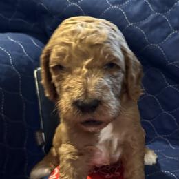 Goldendoodle All Grown Up from Pomegranate Doodles