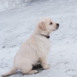 Carmel - Light golden male Golden Retriever puppy in Mason, Michigan from Sweet Breeze Acres