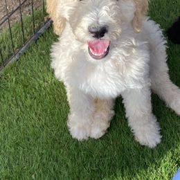 Goldendoodle Puppies from Sugarspicedoodles