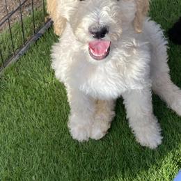 Goldendoodle Puppies from Sugarspicedoodles