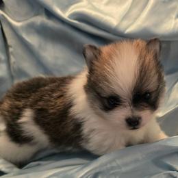 Rowan - Cream sable parti male Pomeranian puppy in Gun Barrel City, Texas from Petite Poms
