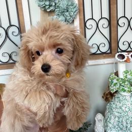 Yellow Collar - Apricot male Maltipoo puppy in Southern,, California from Maltipoo Tiny Pups & More
