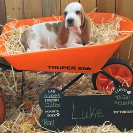 Luke - Lemon and white male Basset Hound puppy in Dover, Arkansas from S&S American Bassets