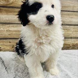 Linus - Black and white male Aussiedoodle puppy in Hamilton, Michigan from White Pine Farm