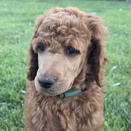 Tank - Red  male Poodle puppy in Fairfield, California from Choice Red Standards