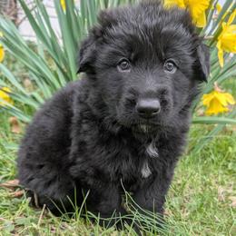 Ace - Black male German Shepherd puppy in Waterloo, New York from Von Nikolaos German Shepherds