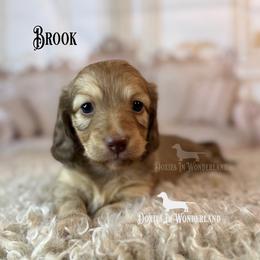 Brook - Cream female Dachshund puppy in Rainier, Oregon from Doxies in Wonderland