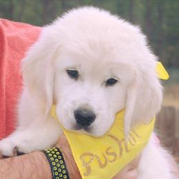 Golden Retriever Puppies from Pushin’ Sand Goldens