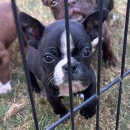 T. Female 2 - Black and white female Boston Terrier puppy in Mc Donough, Georgia from Ballard Boston Terriers