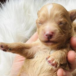 Havapoo puppies from Havaluv Puppies