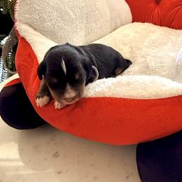 Boy 4 - male Bernedoodle puppy in Fallbrook, California from BFF Bernedoodles