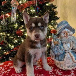 AKC Lyra - Red and white female Siberian Husky puppy in Cedarville, Ohio from Evereve Kennels