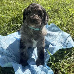 Goldendoodle Puppies from Southern Grace Acres