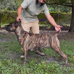 Calypso - Cane Corso