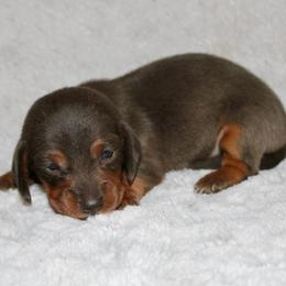 Riley - Gray (blue) and tan male Dachshund puppy in Paris, Texas from Kuttin’ Up Mini Aussies