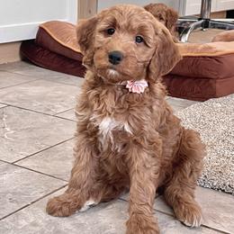 Stormy - Red  female Goldendoodle puppy in Sugarcreek, Ohio from True Hearted Doodles