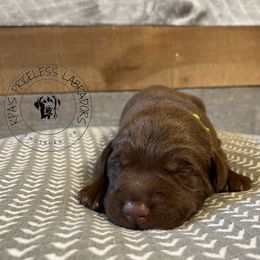 Labrador Retriever Puppies from RPAs Priceless Labradors