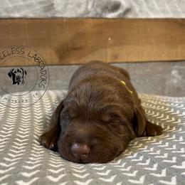 Labrador Retriever Puppies from RPAs Priceless Labradors