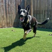 Working Dog Crosses from Broadwater K9