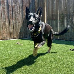 Working Dog Crosses from Broadwater K9