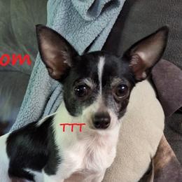 Daisy - Chihuahua